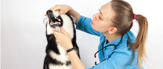 chien chez le dentiste